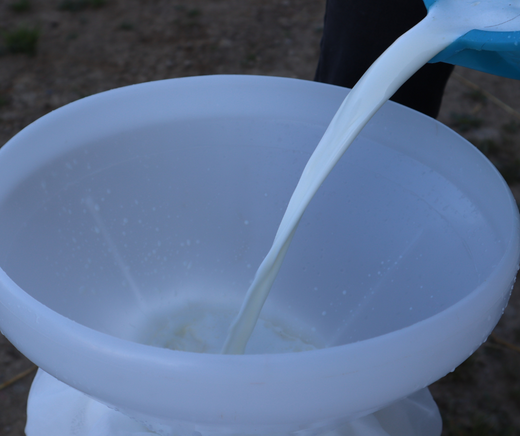 La lavorazione a latte crudo e l'utilizzo di fermenti autoprodotti